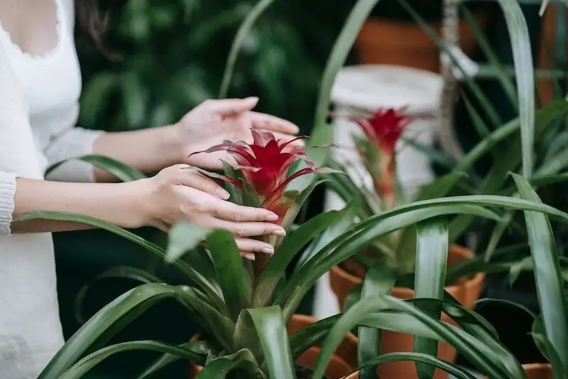 bromeliad crown rot black center
