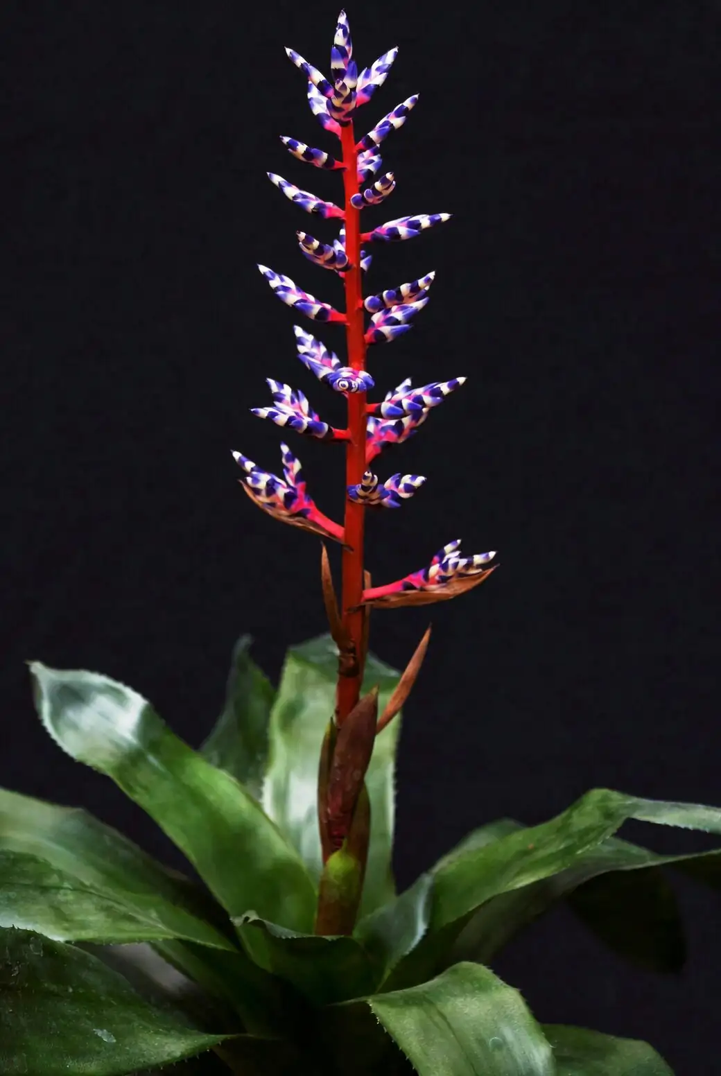 Sun-Kissed, Not Sun-Scorched: The Light Sweet Spot for Fiery Bromeliad Bracts