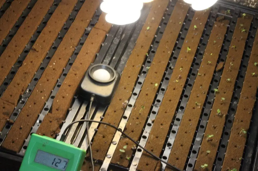 bromeliad light meter phone measurement
