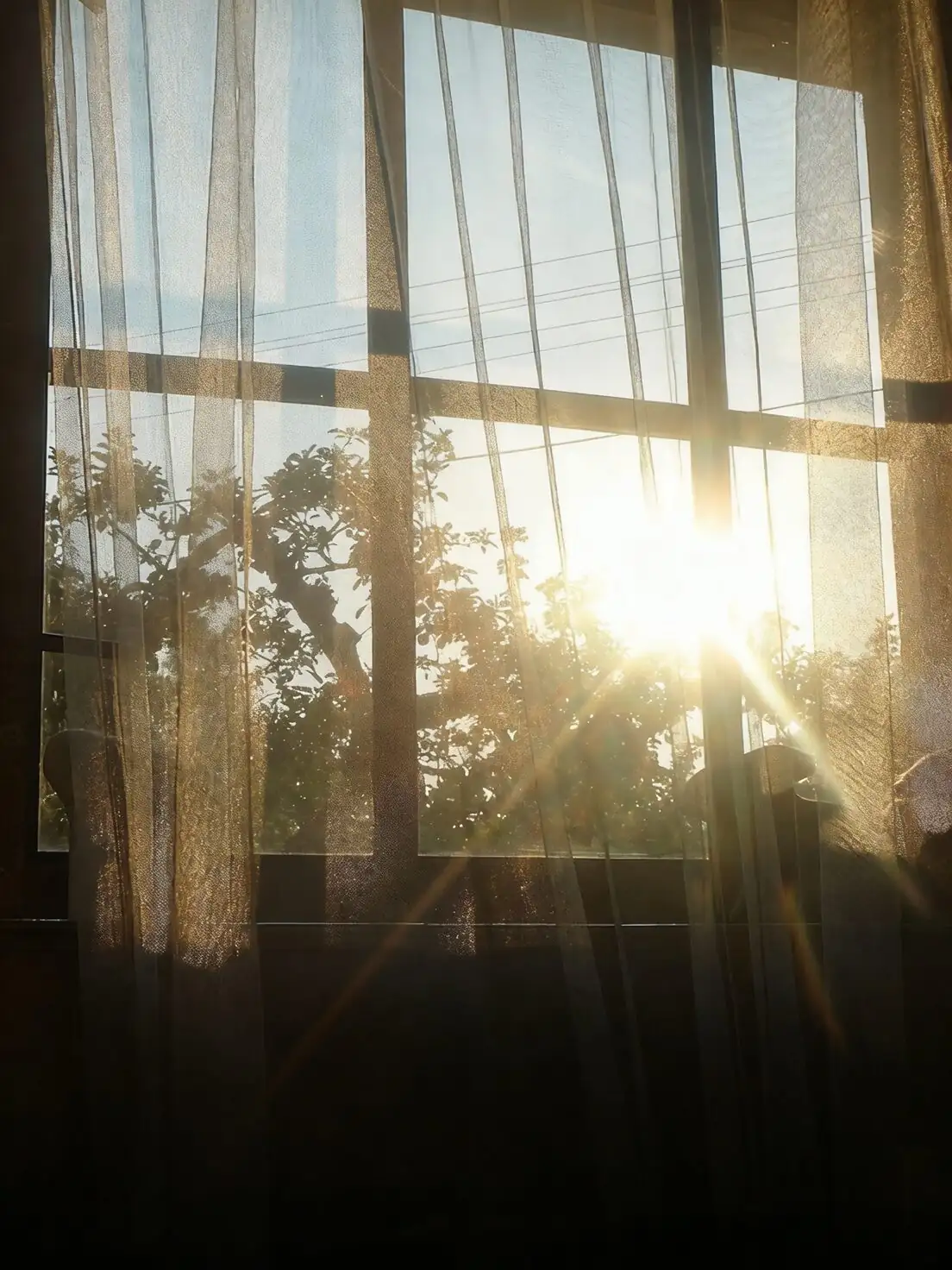 Guzmania east window morning sun