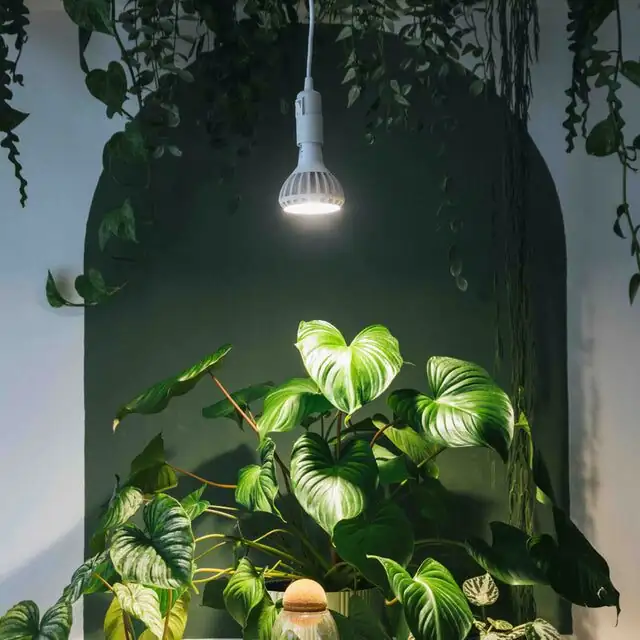 bromeliad under LED grow light