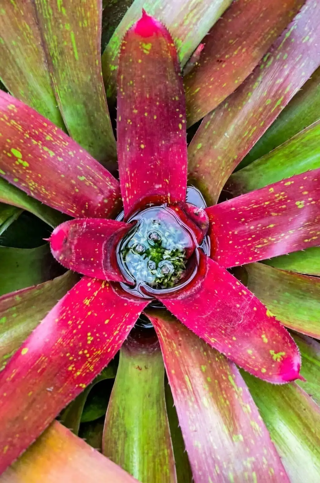 bromeliad mealybugs leaf axil close-up