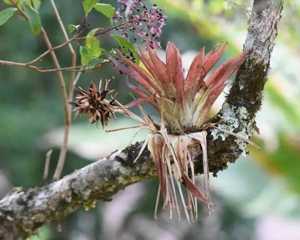 From Cloud Forest Canopies to Your Coffee Table: The Wild Journey of Guzmania, Vriesea, and Aechmea