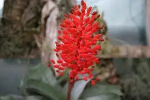Aechmea tank rosette water close up