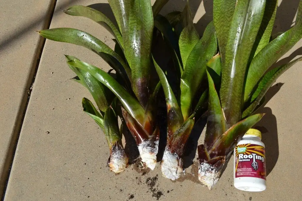 Vriesea pups separation with hands