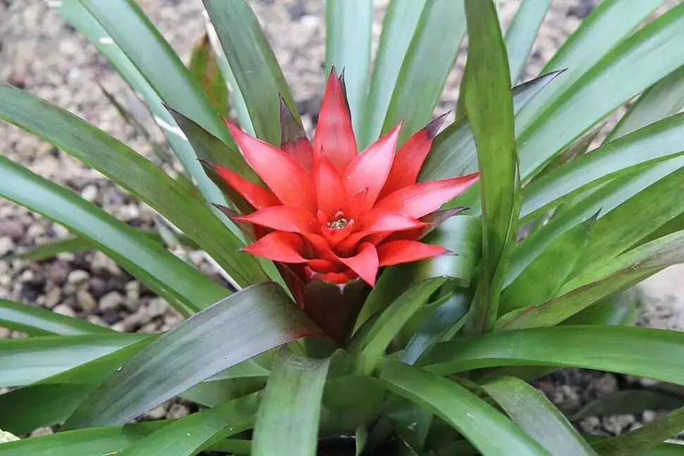 Mini Rainforests in a Leafy Cup: 9 Quirky Bromeliad Behaviors You’ll Want to Show Off