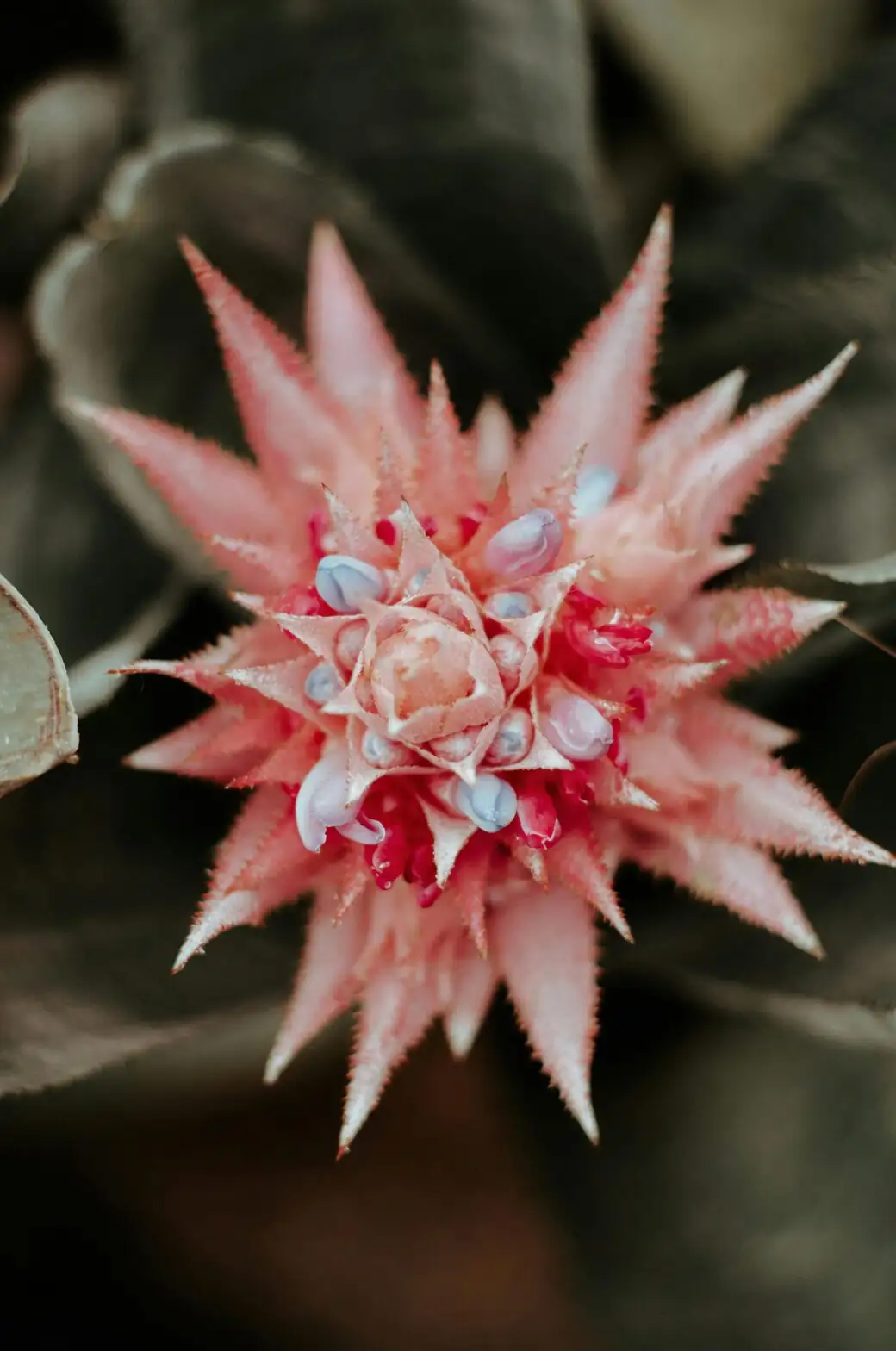 Aechmea bromeliad spiny leaf close up