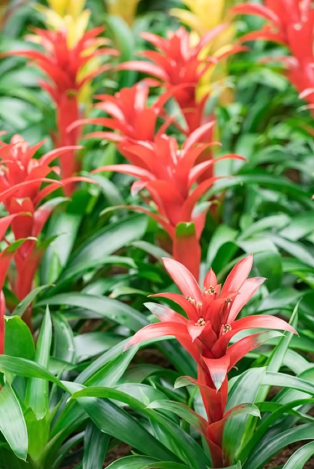 Good Luck in Bloom: Bromeliad Flower Language from ‘Hong Yun Dang Tou’ to Pineapple Hospitality