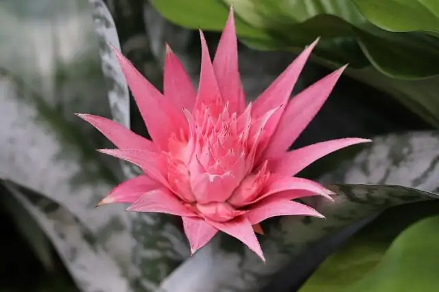 bromeliad bracts and flowers closeup