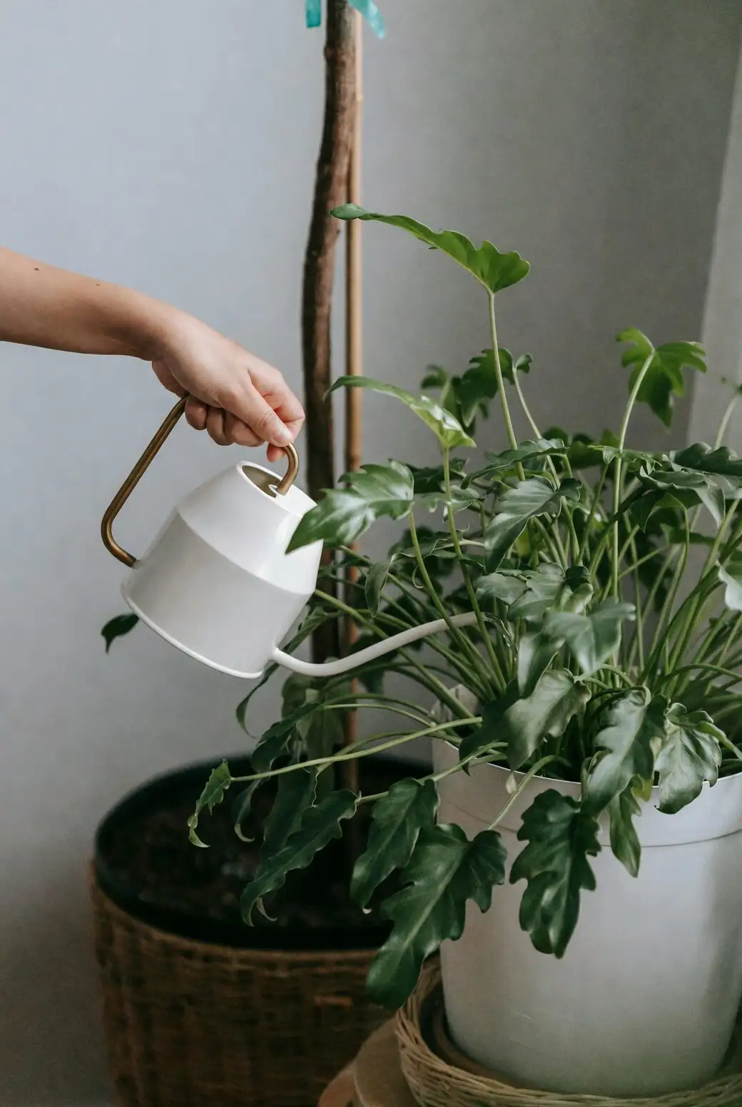 bromeliad watering central cup hands