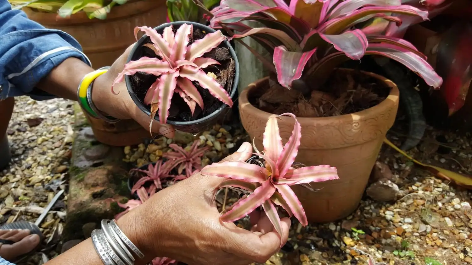 bromeliad pup size comparison mother