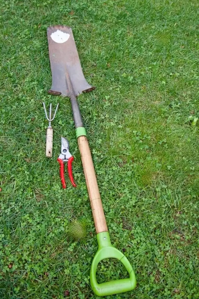 bromeliad propagation tools alcohol pruners