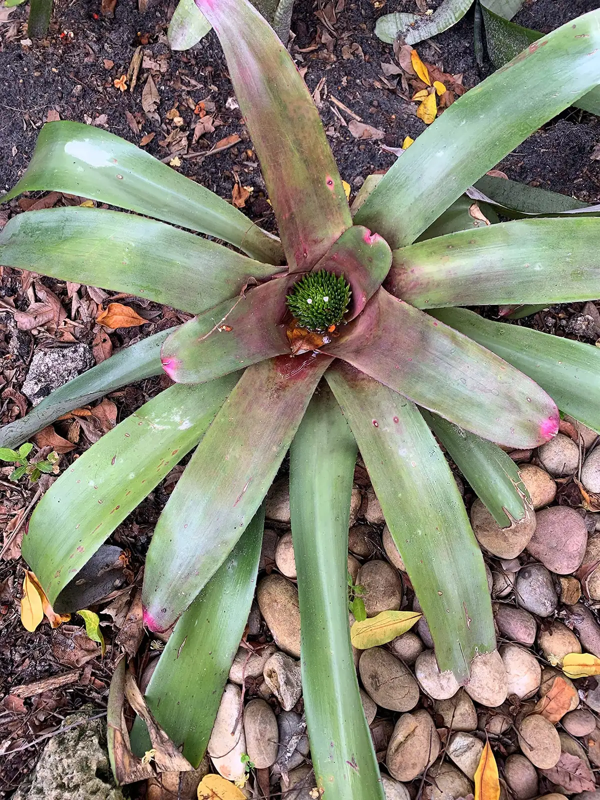 bromeliad pup cutting with knife