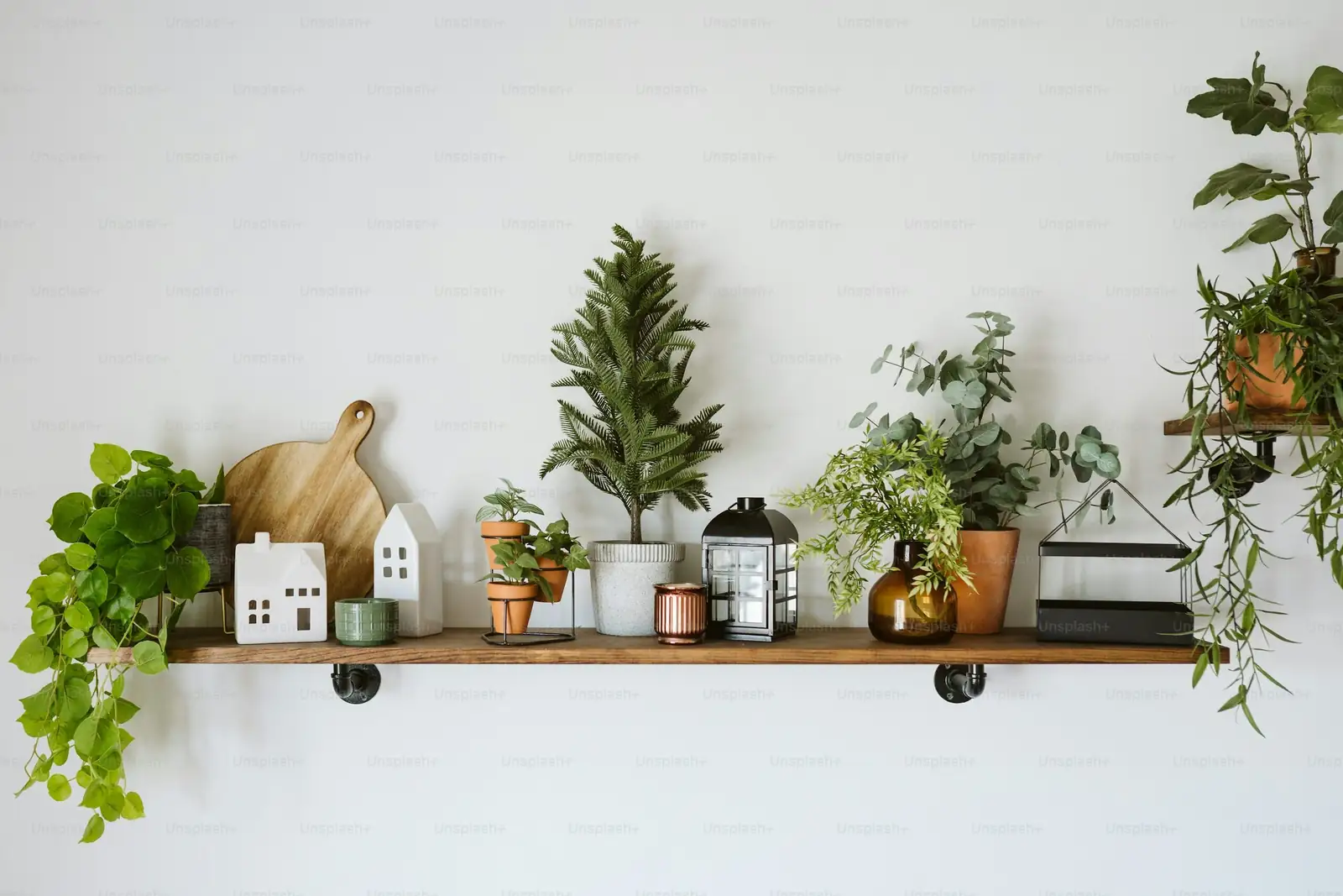 guzmania modern white planter shelf