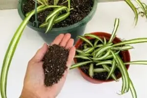 bromeliad watering cup hand