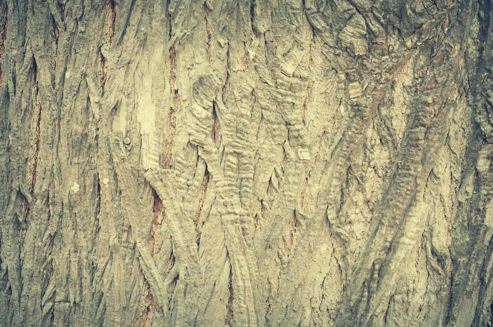 bromeliad on cork bark slab