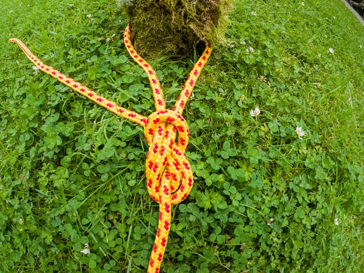 bromeliad figure eight tie close-up