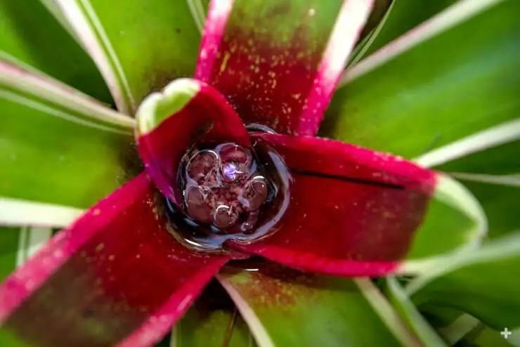 Pick a Winner: How to Buy a Bromeliad Whose Color Will Actually Last