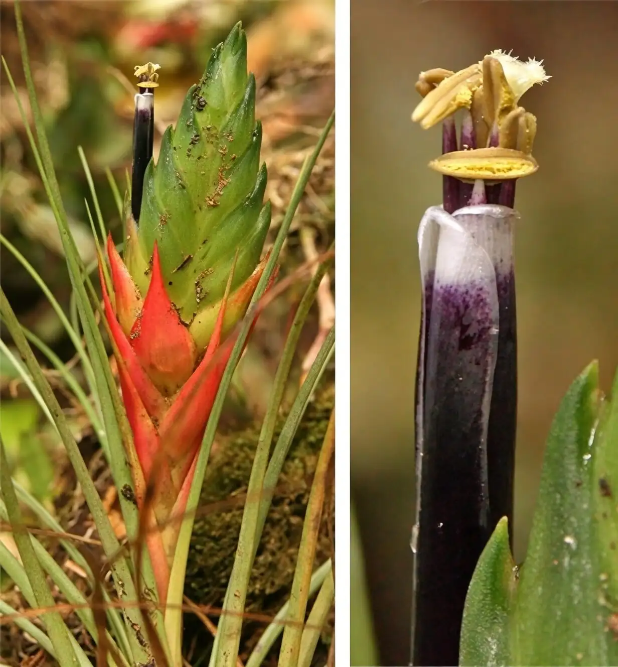 bromeliad bracts and true flowers close-up