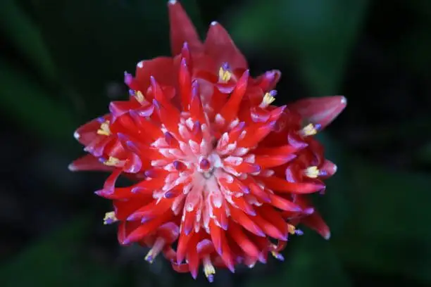 bromeliad central cup inspection hand