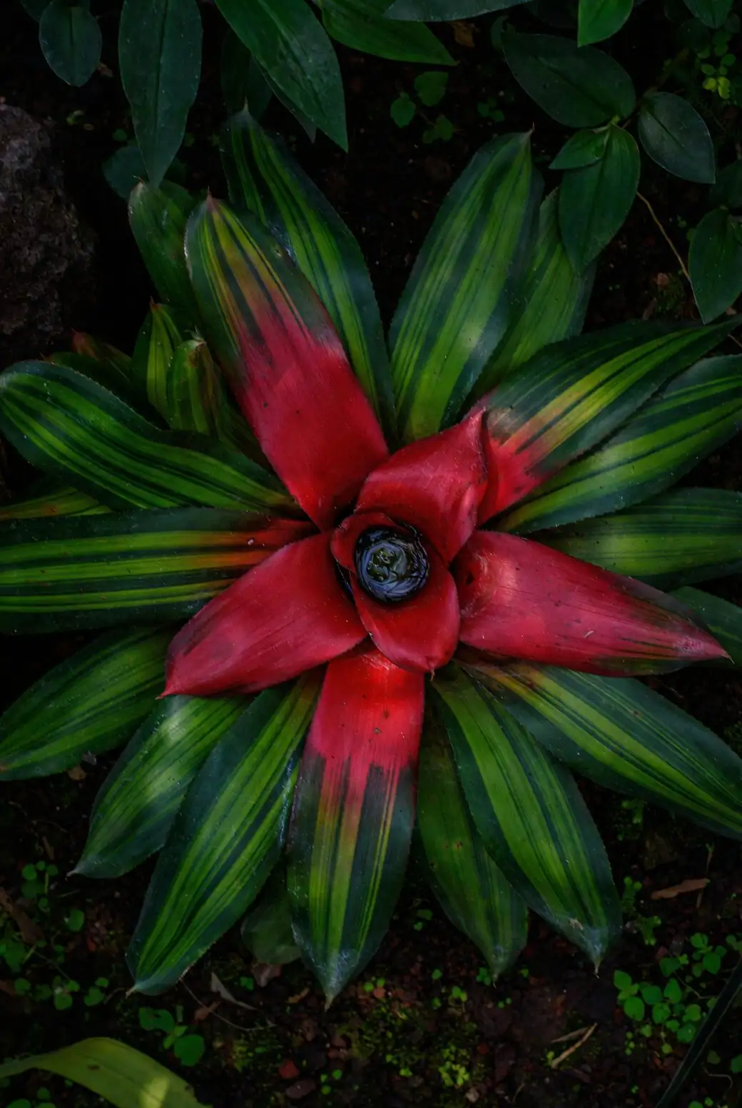 bromeliad mealybugs leaf axil close-up