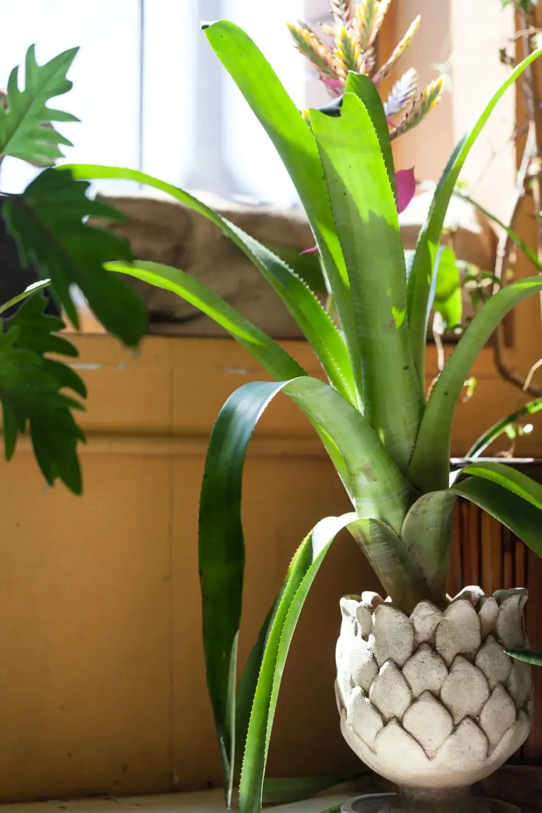 bromeliad pups at base close-up