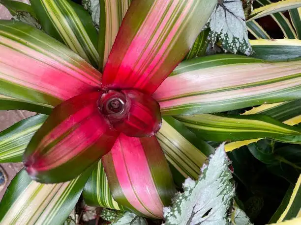 Your Year with a Bromeliad: Month-by-Month Care to Keep Bracts Bright and Leaves Crisp