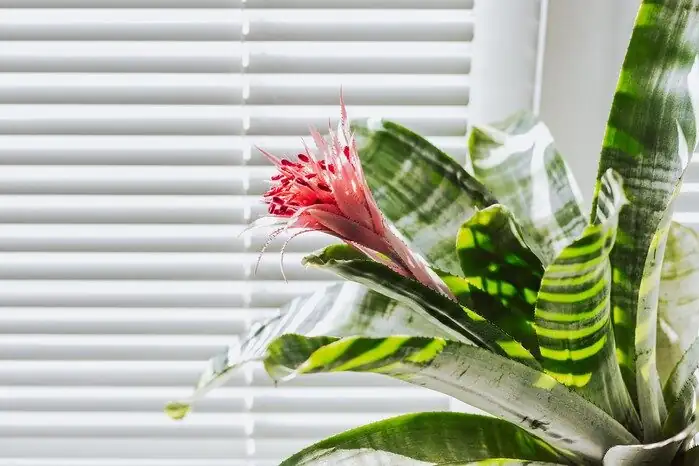 guzmania vriesea aechmea bromeliads indoor