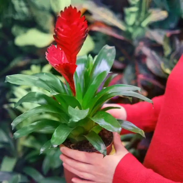 bromeliad central cup watering hands