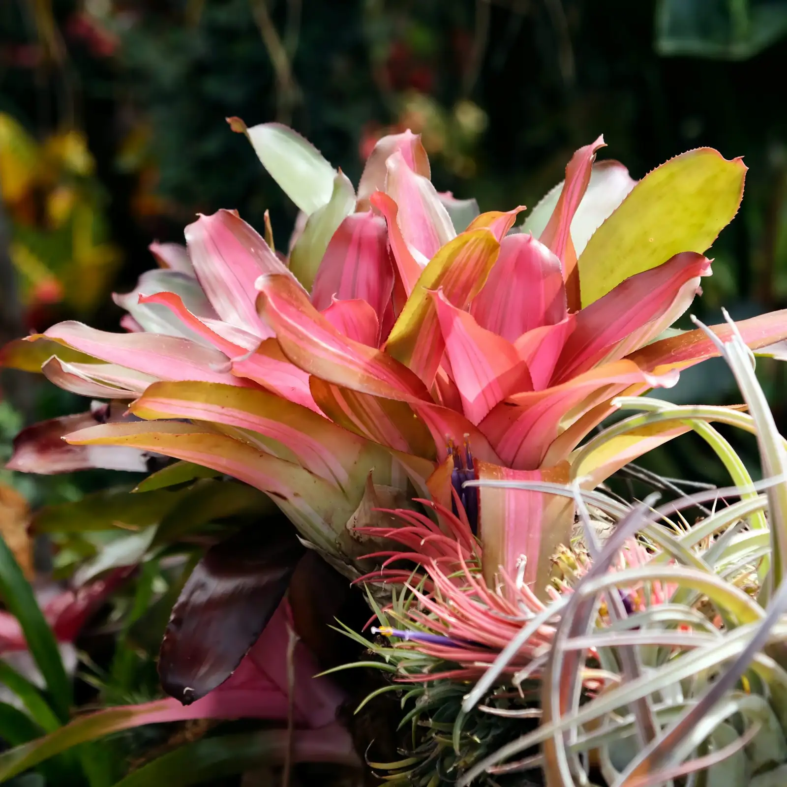 bromeliad pup separation close-up