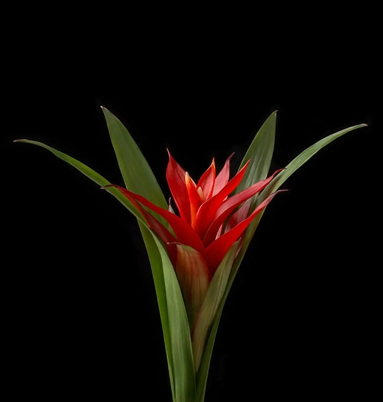 Why the ‘Flower’ Lasts So Long: The Science of Bromeliad Bracts, Color, and Pollinators