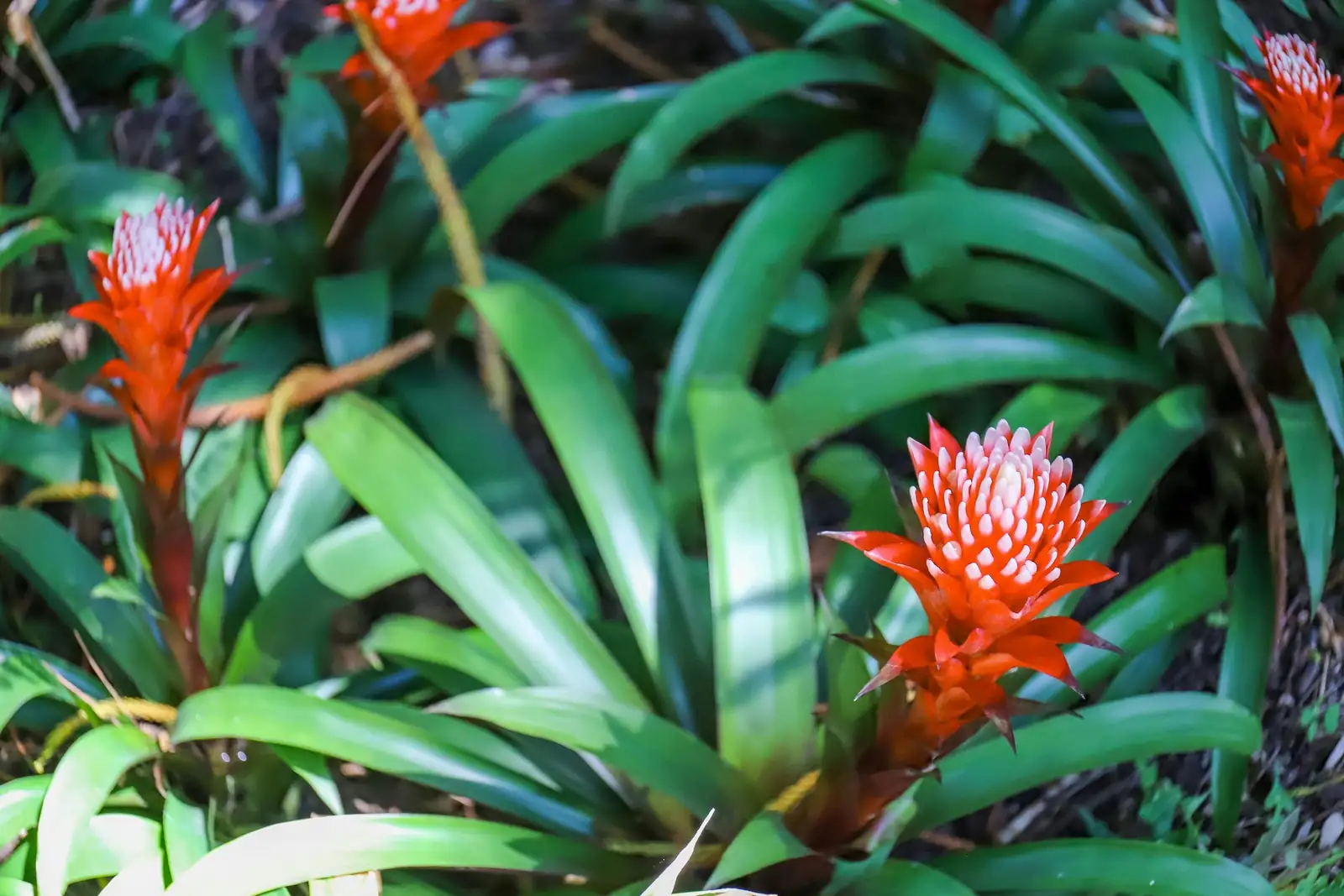 bromeliad bract and flower close-up