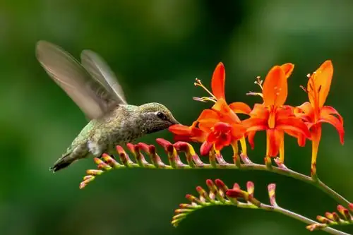 hummingbird pollinating bromeliad flower