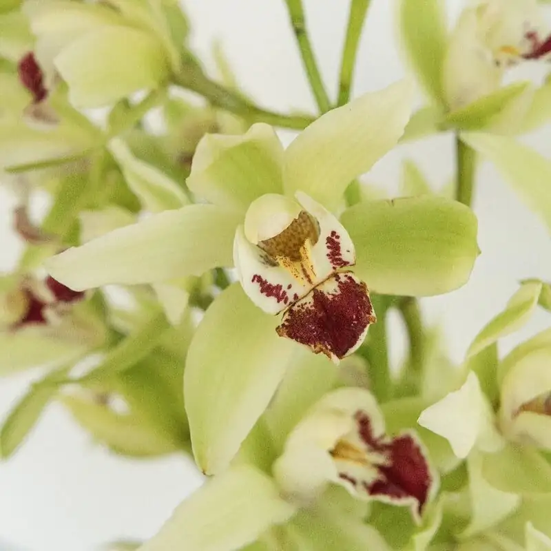 From Windowsill to Wow: The Mini Cymbidium Care Game Plan (Light, Water, Cool Nights!)