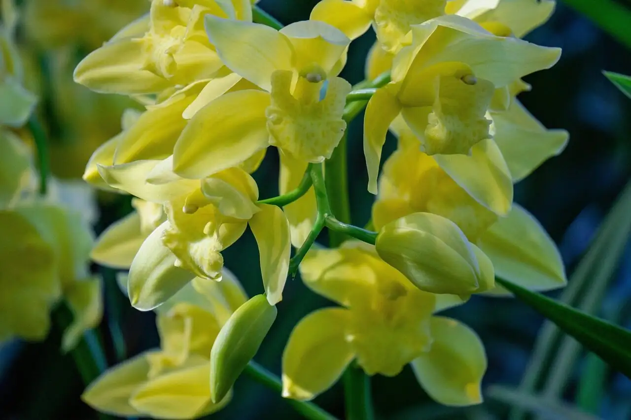 mini cymbidium orchid east window light