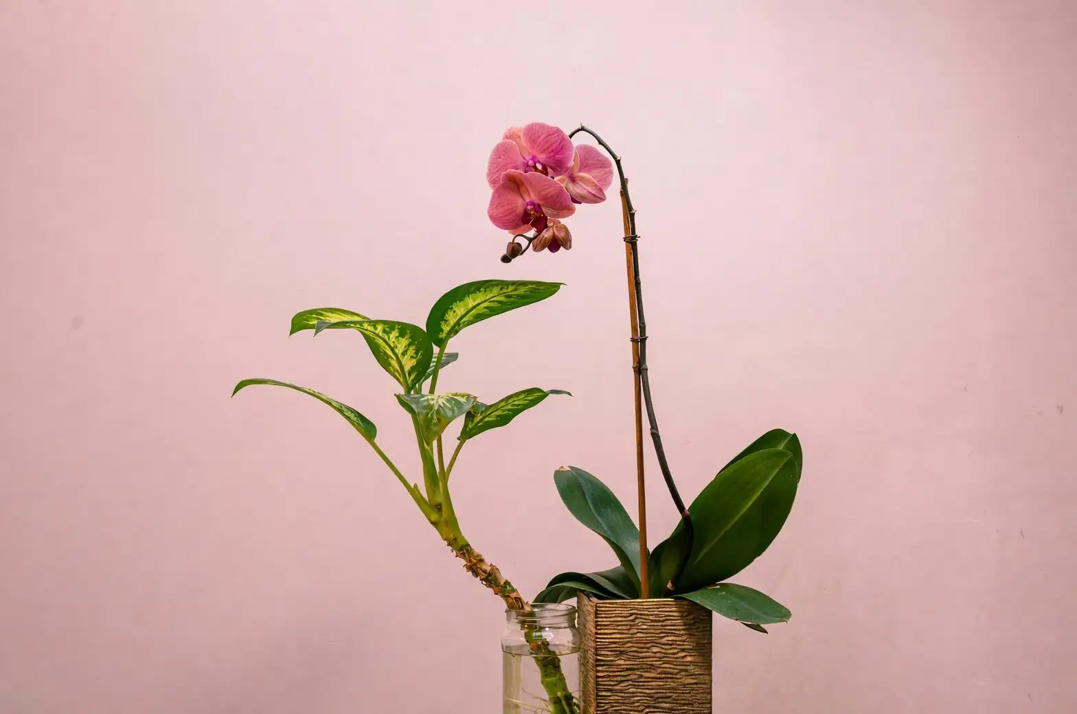 mini cymbidium orchid cool night windowsill thermometer