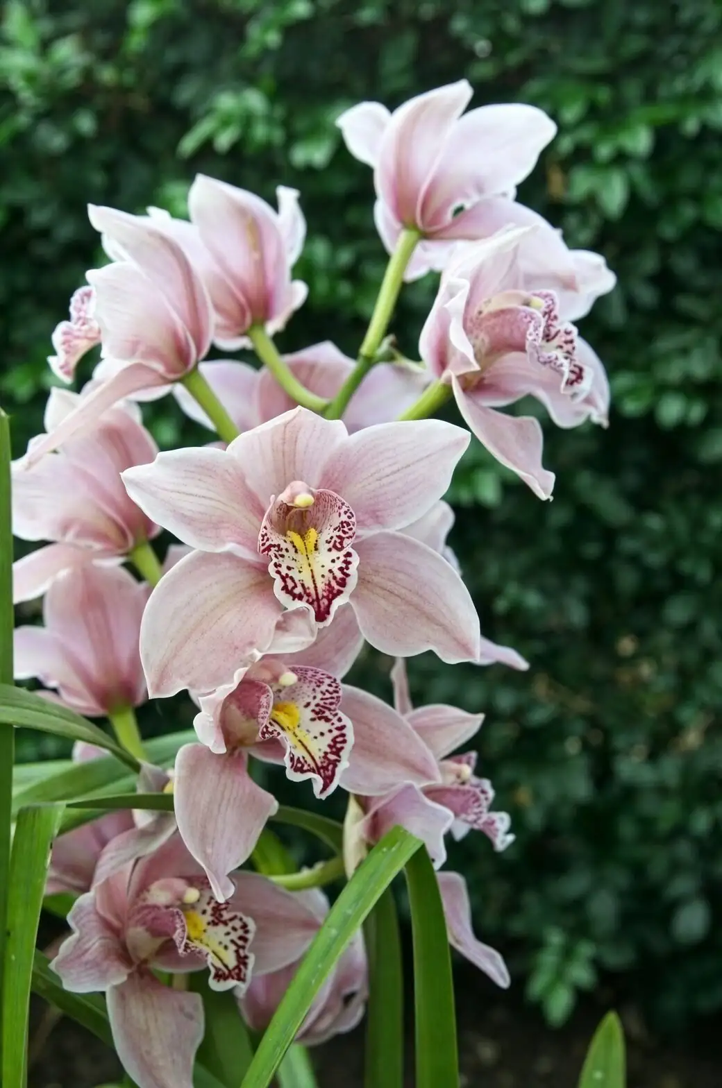 mini cymbidium orchid repotting bark mix