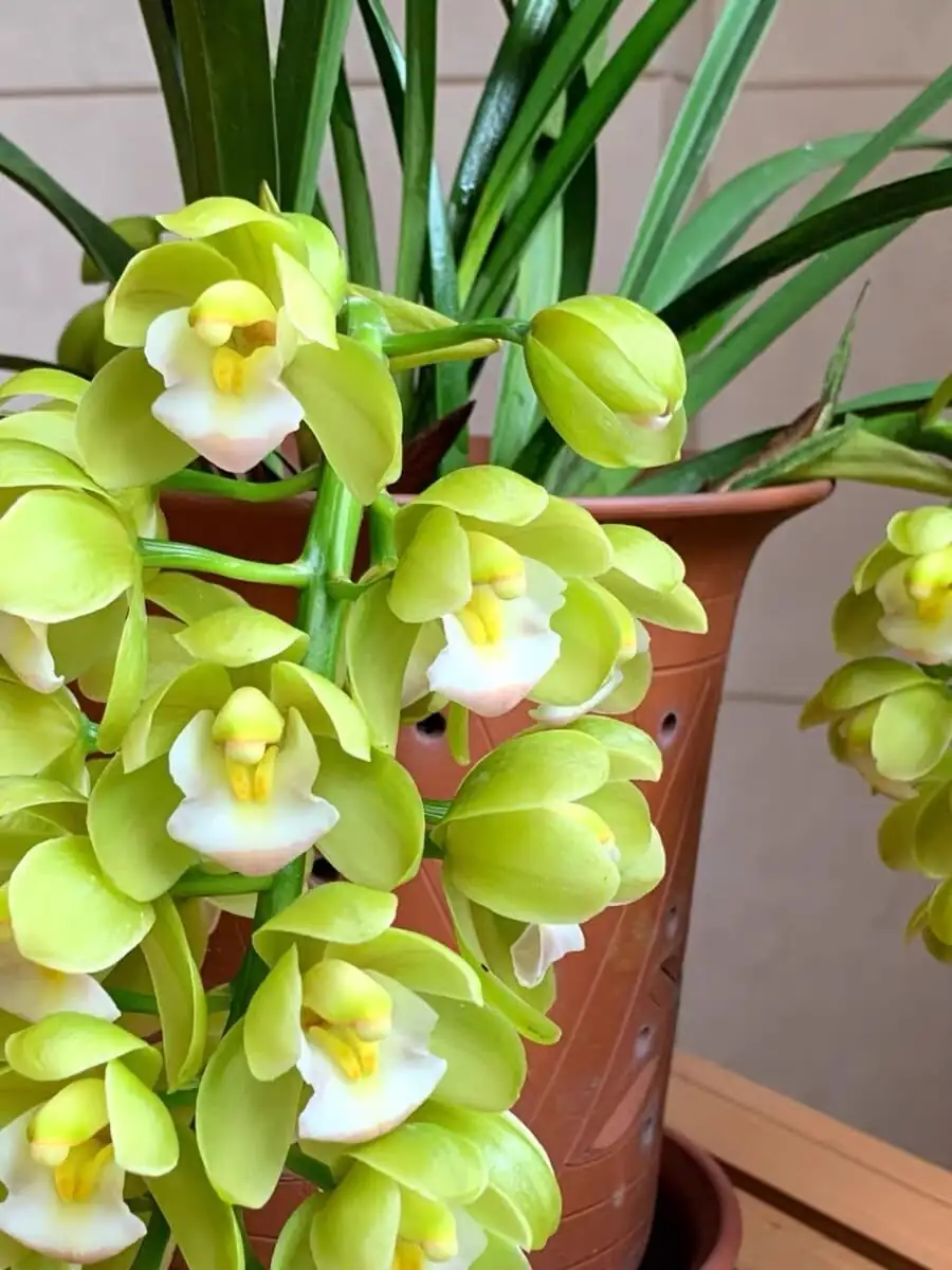 The Cool-Night Secret: How a 10–13°C Drop Coaxes Mini Cymbidiums to Spike