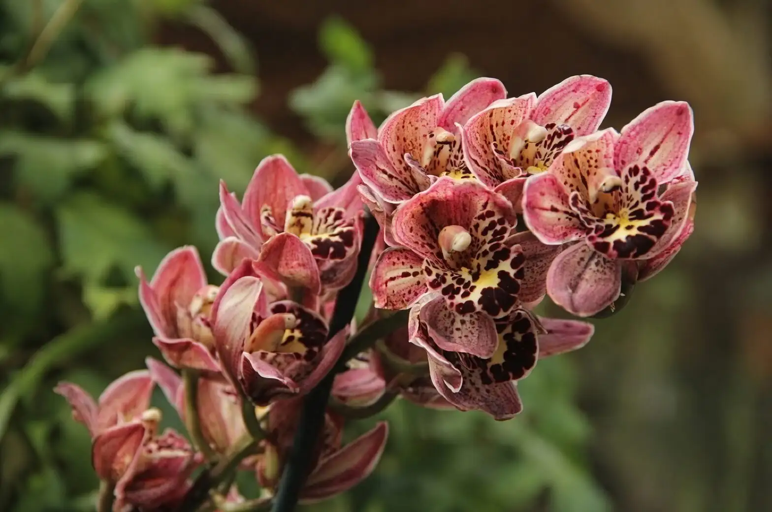 mini cymbidium pseudobulb close-up