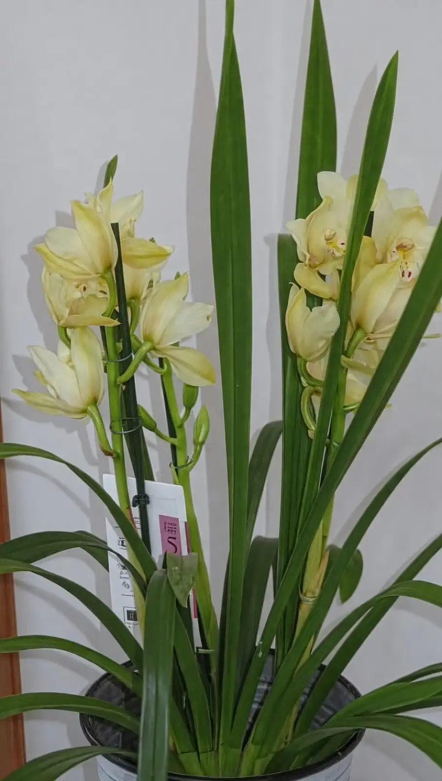 Sticky Leaves or Shriveled Roots? The Mini Cymbidium Troubleshooting Playbook