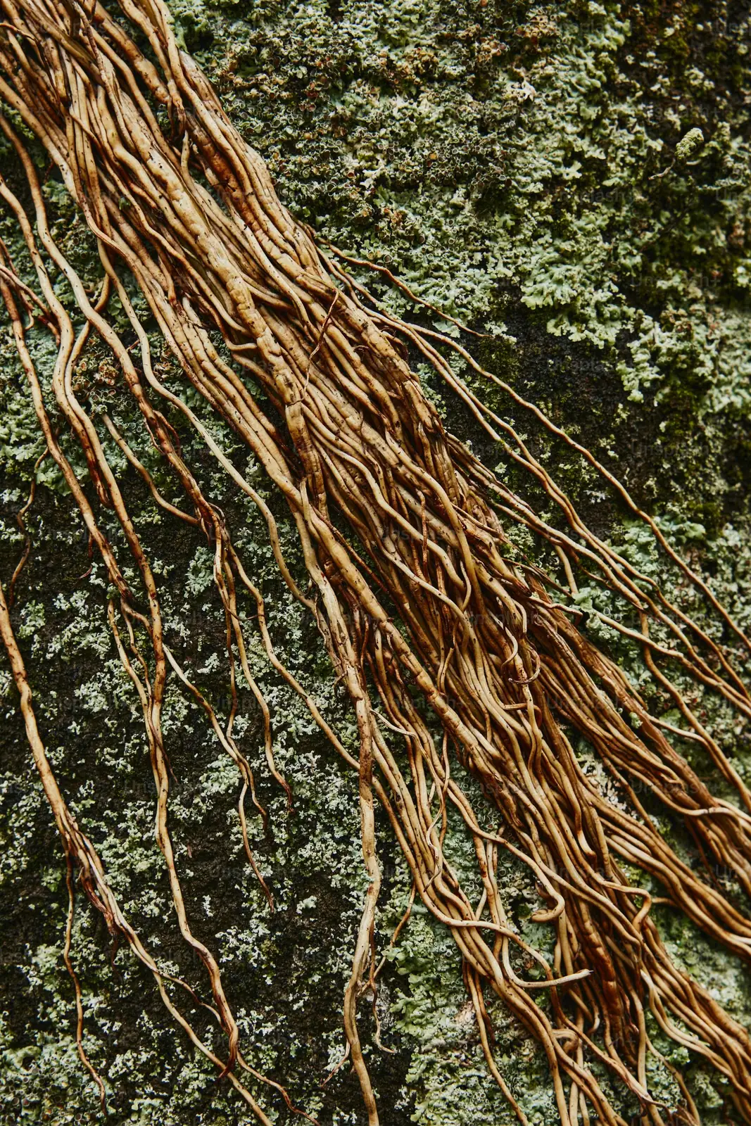 cymbidium root rot close-up