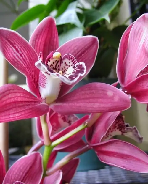 cymbidium cool night windowsill