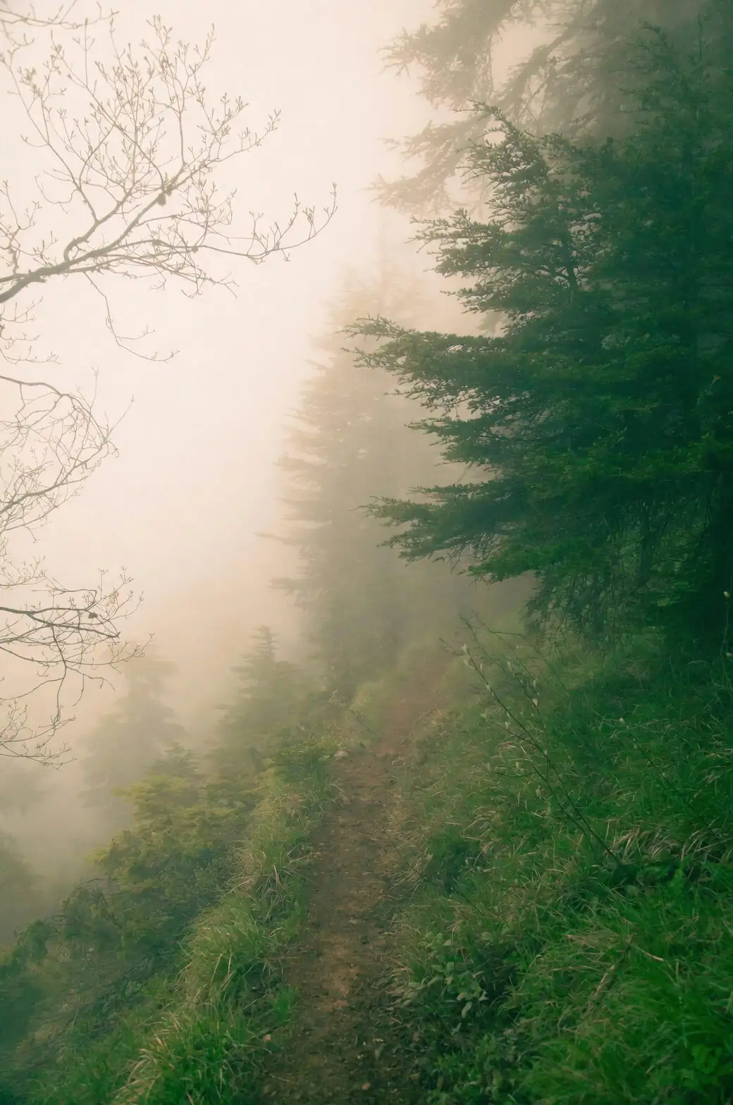cymbidium in misty mountain forest