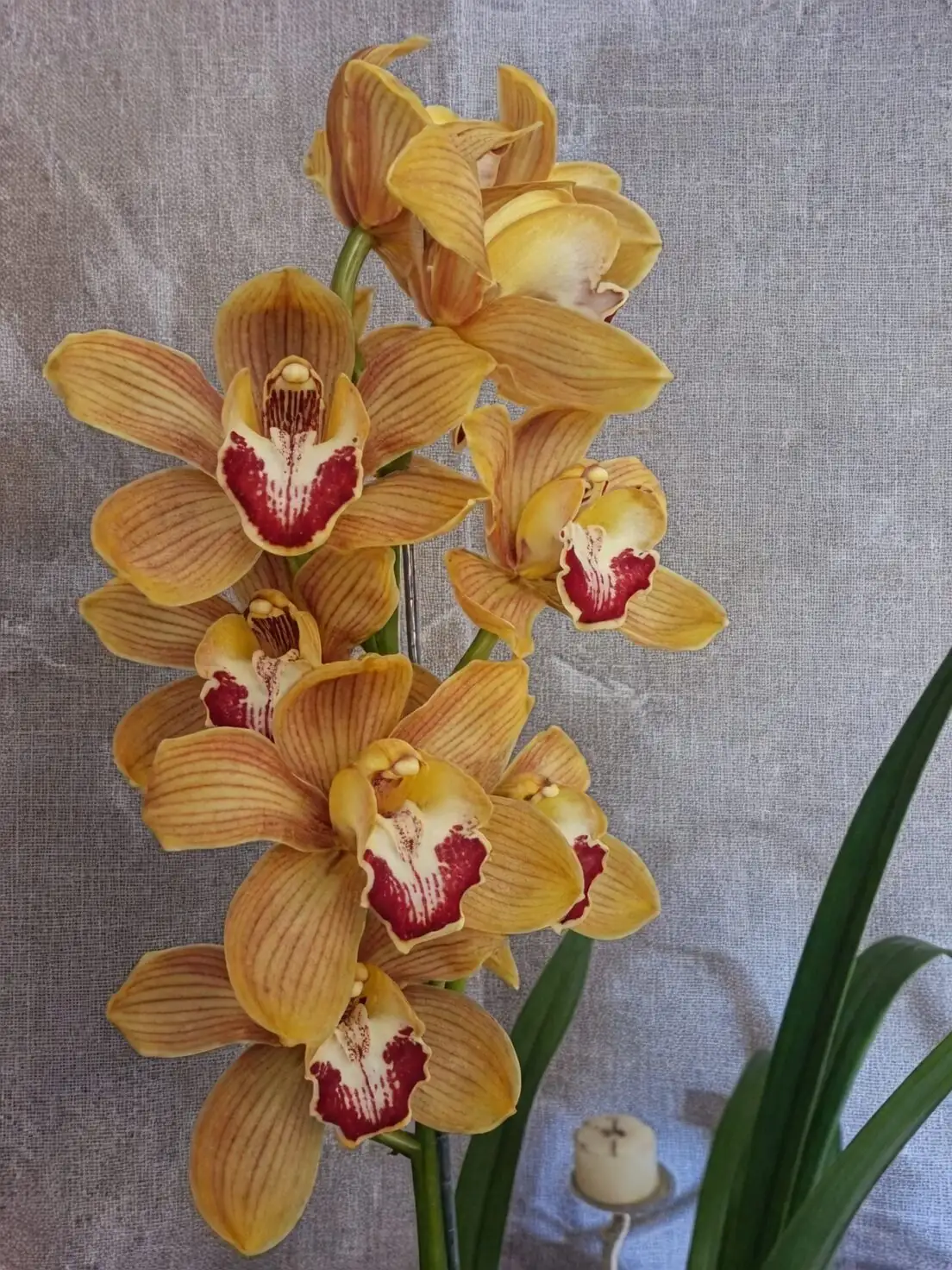cymbidium hand pollination close up