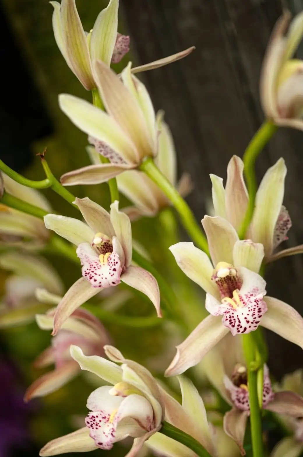 miniature cymbidium arching flower spike