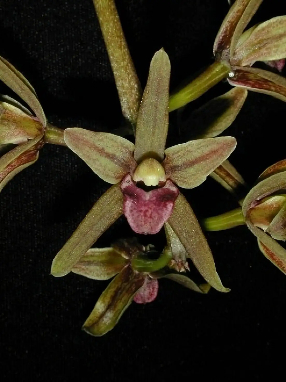 Tiny Plant, Epic Blooms: 9 Quirks of Mini Cymbidiums You’ll Notice After a Month