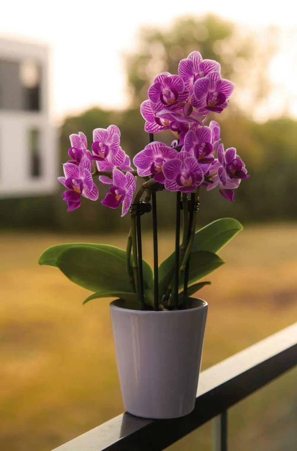 mini cymbidium orchid spike support clips