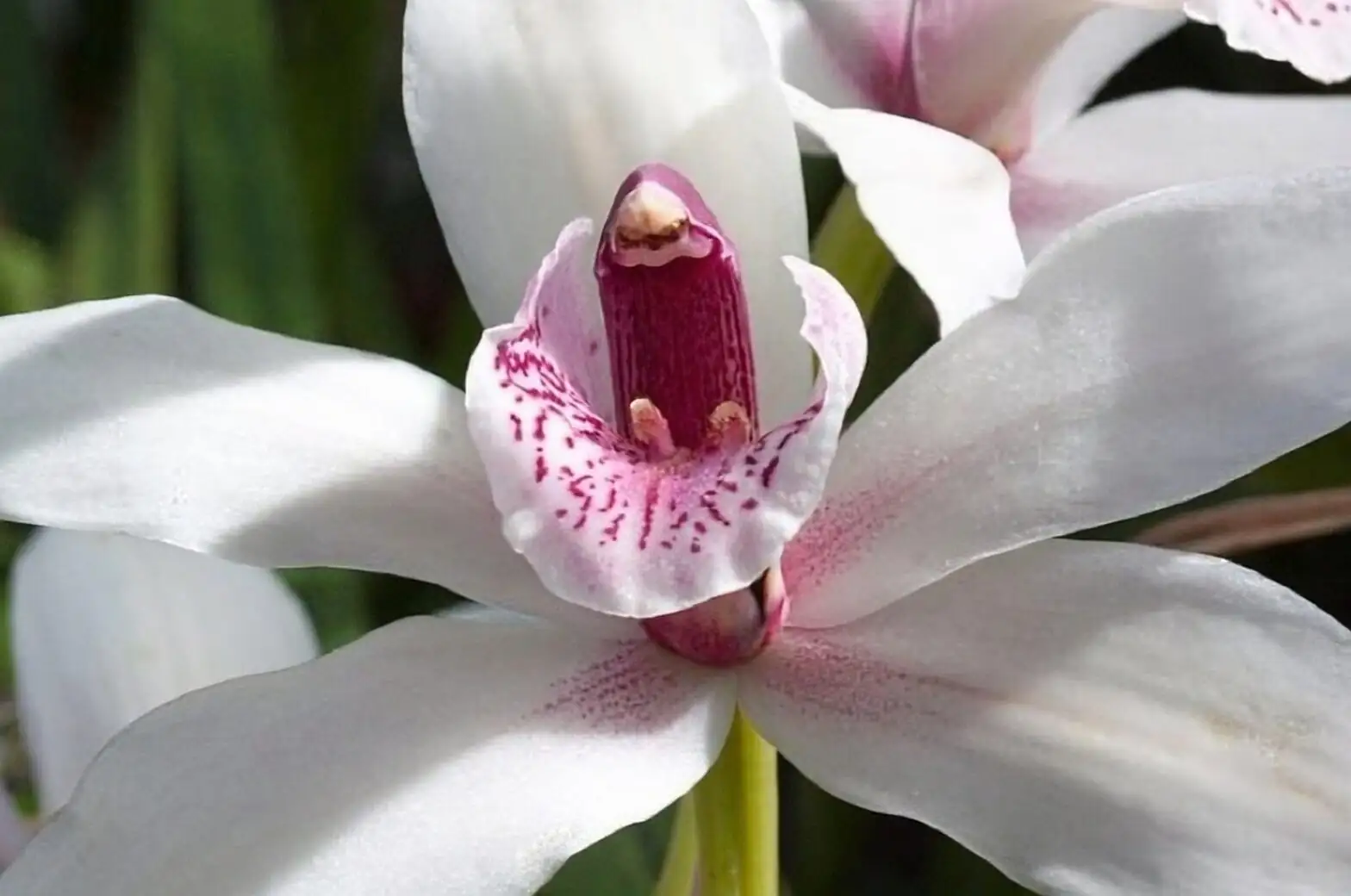 mini cymbidium orchid watering drainage sink
