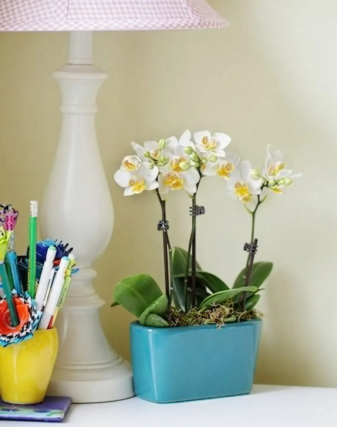 mini cymbidium orchid home office desk