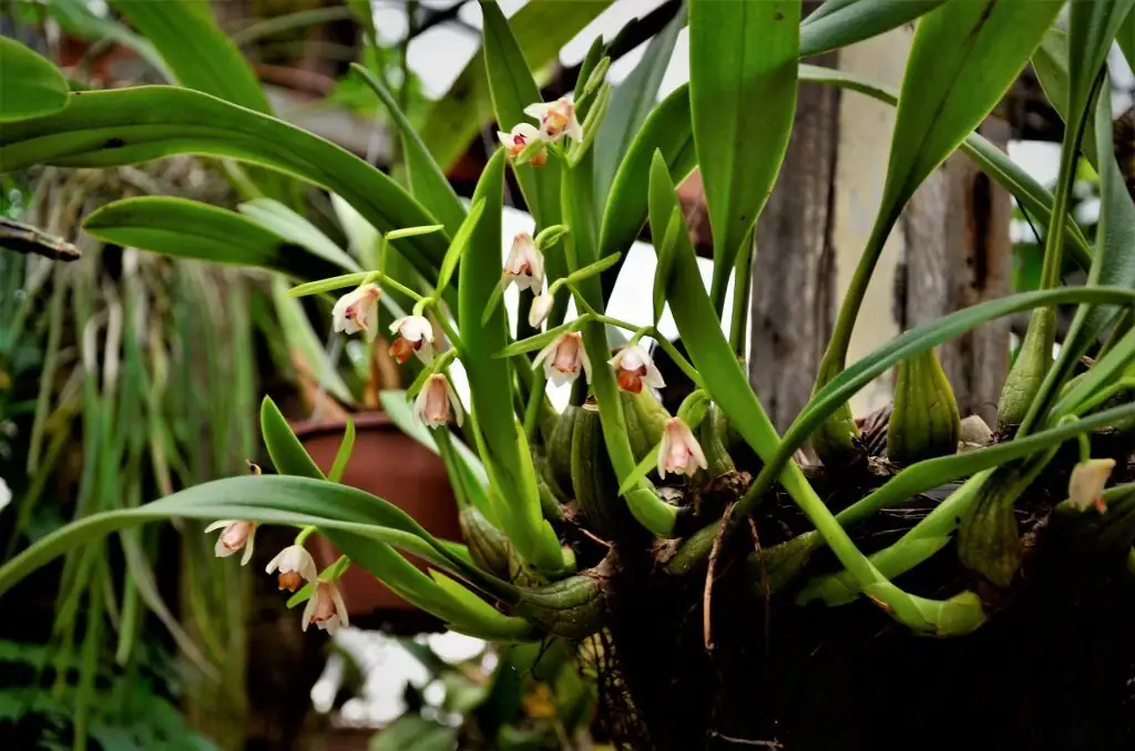 watering mini cymbidium orchid pot
